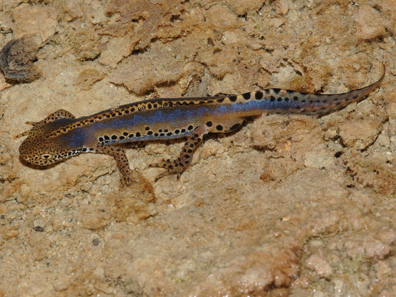 Tritone alpestre